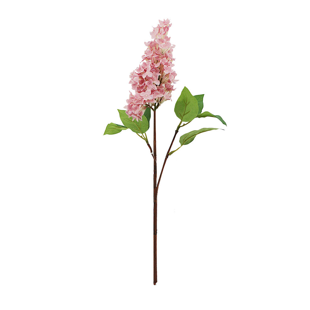Dutch Lilac Cutting 48cm